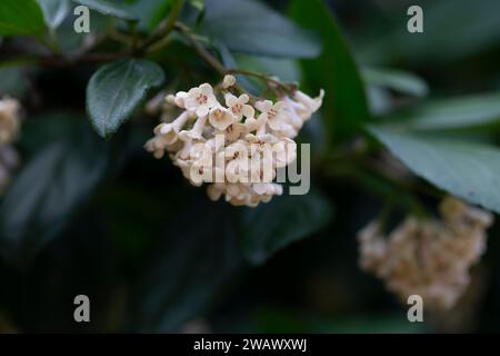 Viburnum suspensum - grappes de petites fleurs blanches sur une branche, foyer sélectif. Fond de fleur de printemps Banque D'Images