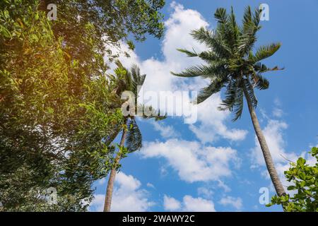 Cocotiers avec des fruits mûrs lourds contre le ciel bleu. Risque de chute de noix de coco. Banque D'Images