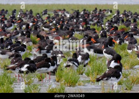 Huissier eurasien (Haematopus ostralegus), groupe de repos dans le marais salé avec flou de mouvement, saison de migration, migration des oiseaux, Basse-Saxon Banque D'Images