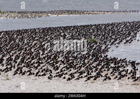 Huissier eurasien (Haematopus ostralegus), troupeau au repos de 10, 000 oiseaux dans les vasières à marée haute, saison de migration, migration des oiseaux, Basse Banque D'Images