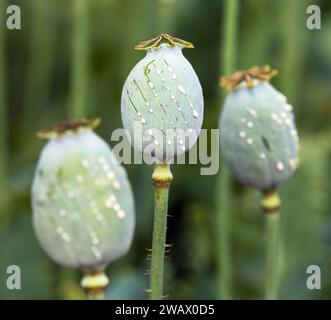 Détail des têtes de pavot à opium, en latin papaver somniferum, têtes de pavot immatures avec gouttes de latex de lait d'opium, trois capsules de pavot Banque D'Images