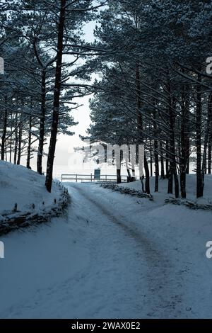 La poésie hivernale de la nature : les rayons de soleil se tissent à travers les pins, jetant un charme de chaleur sur le sol enneigé, une harmonie sereine. Banque D'Images