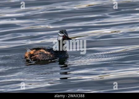 Grebe touffeté blanc (Rollandia rolland) adulte, Chili Banque D'Images