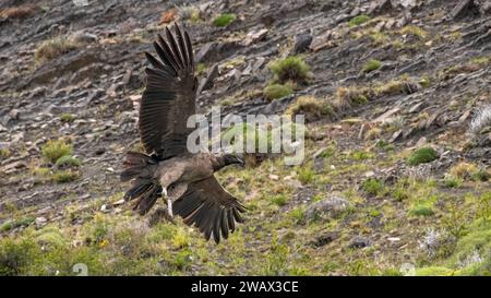 Condor andin juvénile (Vultur gryphus) vol Banque D'Images