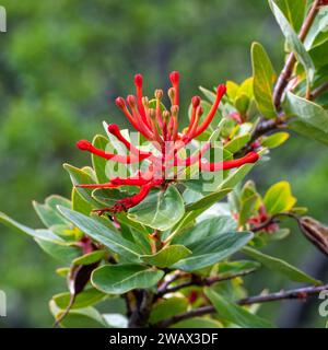 Buisson de feu chilien (Red Embothrium Coccineum) Banque D'Images