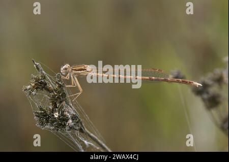 Gros plan détaillé sur une femelle demoiselle d'hiver commune, Sympecma fusca assise dans la végétation Banque D'Images