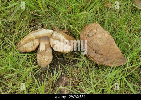 Gros plan naturel sur le champignon Slate Bolete , Leccinum duriusculum gronwing dans l'herbe Banque D'Images