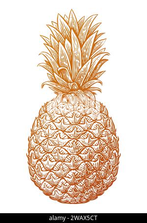 Croquis d'ananas. Fruits tropicaux d'été. Illustration vectorielle dessinée à la main Illustration de Vecteur