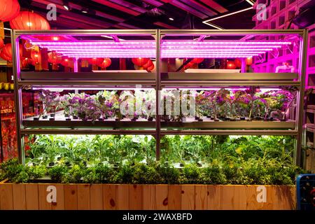 L'agriculture hydroponique légère LED d'intérieur à plusieurs niveaux produit des légumes biologiques sûrs et propres Banque D'Images