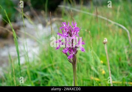 Dactylorhiza sambucina violet. Orchid. Le doigt de Traunsteiner. Une espèce de plantes herbacées du genre Palmaceae de la famille des Orchidaceae Banque D'Images