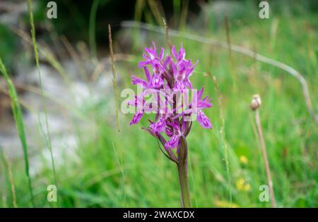 Dactylorhiza sambucina violet. Orchid. Le doigt de Traunsteiner. Une espèce de plantes herbacées du genre Palmaceae de la famille des Orchidaceae Banque D'Images