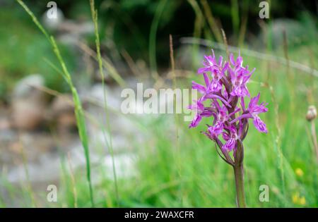 Dactylorhiza sambucina violet. Orchid. Le doigt de Traunsteiner. Une espèce de plantes herbacées du genre Palmaceae de la famille des Orchidaceae Banque D'Images