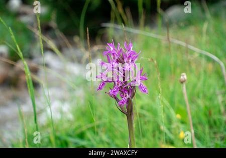 Dactylorhiza sambucina violet. Orchid. Le doigt de Traunsteiner. Une espèce de plantes herbacées du genre Palmaceae de la famille des Orchidaceae Banque D'Images