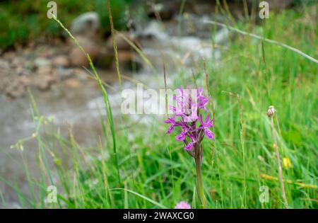Dactylorhiza sambucina violet. Orchid. Le doigt de Traunsteiner. Une espèce de plantes herbacées du genre Palmaceae de la famille des Orchidaceae Banque D'Images