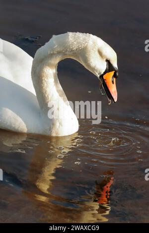 La tête et le haut du corps d'un cygne muet (Cygnus olor), nageant dans la mer avec son reflet partiellement visible dans l'eau en contrebas. Banque D'Images