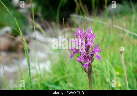 Dactylorhiza sambucina violet. Orchid. Le doigt de Traunsteiner. Une espèce de plantes herbacées du genre Palmaceae de la famille des Orchidaceae Banque D'Images