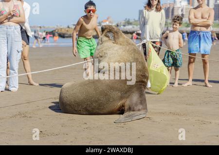 Mar del Plata, Argentine - 30 décembre 2023 : le lion de mer repose sur une plage de Mar del Plata pendant que les touristes le regardent. Banque D'Images