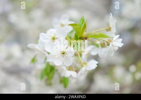 Un groupe de fleurs de cerisier blanc avec des centres jaunes sur un fond de ciel. Banque D'Images