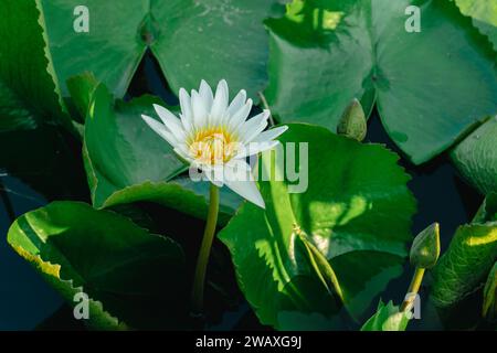 lac d'été avec des fleurs de nénuphars sur l'eau. Belles fleurs de lotus en thaïlande. fleur de lotus blanc dans l'étang avec la lumière du soleil. Gros plan lotus blanc Banque D'Images