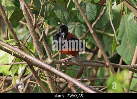 Mâle adulte de châtaignier et noir (Ploceus castanoefuscus) percé sur la rivière Twig Pra, Ghana. Afrique. Novembre Banque D'Images