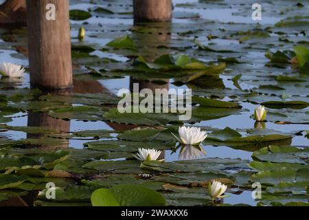 fleurs de lys sous une promenade de bois de marais entourés de tampons et laisse le ciel bleu se refléter dans l'eau. Banque D'Images