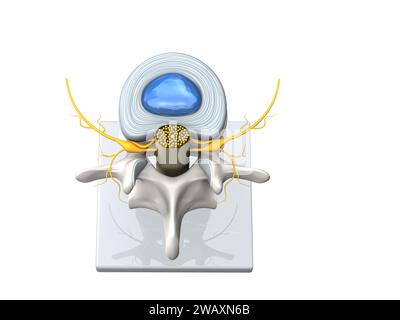 Illustration montrant le modèle d'une vertèbre lombaire saine avec disque et moelle épinière. D Illustration Banque D'Images