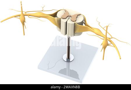 Un modèle d'un segment de la moelle épinière avec nerfs et vertèbre. Illustration 3D. Banque D'Images