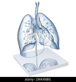 Modèle d'Un poumon humain transparent avec trachée, broncia et alvéoles. Illustration 3D. Banque D'Images