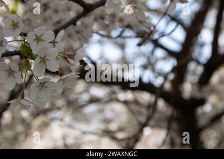 Sur cette photo horizontale, un arbre en pleine fleur met en valeur la splendeur du printemps. Les pétales complexes et la croissance luxuriante capturent l'essence du Banque D'Images
