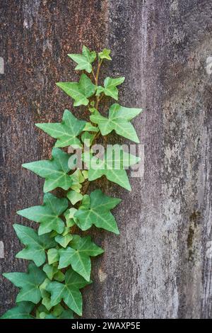 plante de lierre anglaise grimpe sur la surface en béton, hedera helix, plante grimpante avec la vigne attrayante qui est originaire d'europe, d'asie et d'afrique Banque D'Images