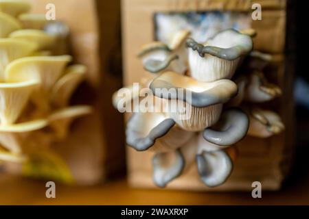 Champignon à huîtres Pleurotus ostreatus, culture à domicile dans la boîte Banque D'Images