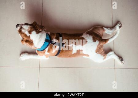 Vue de dessus d'un mignon chien cavalier roi charles Spaniel couché sur le sol Banque D'Images