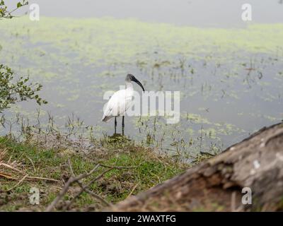 L'ibis à tête noire, également connu sous le nom d'ibis blanc oriental, ibis blanc indien et ibis à col noir, est une espèce d'oiseau de passage à gué de la famille ibis Banque D'Images