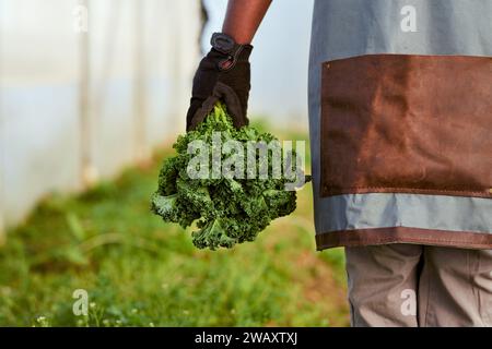 Image en gros plan recadrée d'un agriculteur tenant des légumes verts, portant un tablier Banque D'Images