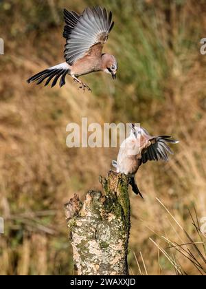 Les Jays eurasiens se disputent en hiver dans le centre du pays de Galles Banque D'Images