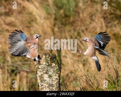 Les Jays eurasiens se disputent en hiver dans le centre du pays de Galles Banque D'Images