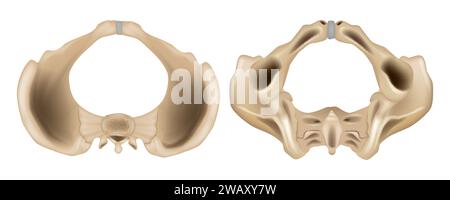 Structure anatomique du squelette pelvien. Anatomie de la vue supérieure et de la vue inférieure du bassin. Programme d'enseignement médical Illustration de Vecteur