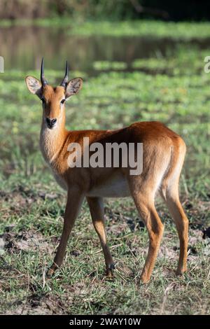 Zambie, Parc national de Luangwa du Sud. Puku (Kobus vardonii) jeune mâle. Banque D'Images
