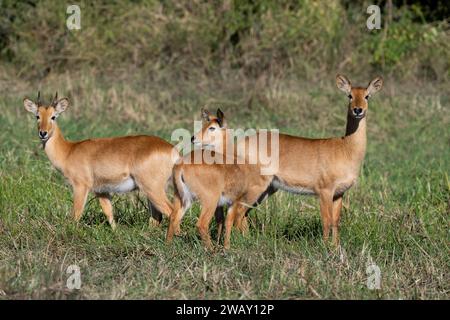 Zambie, Parc national de Luangwa du Sud. Puku (Kobus vardonii) jeune mâle avec des femelles dans un habitat herbeux. Banque D'Images