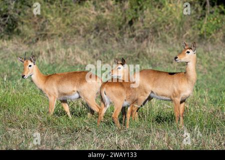 Zambie, Parc national de Luangwa du Sud. Puku (Kobus vardonii) jeune mâle avec des femelles dans un habitat herbeux. Banque D'Images