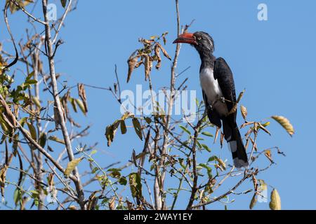 Zambie, Parc national de Luangwa du Sud. Bec couronné (Lophoceros alboterminatus) Banque D'Images