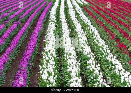 Rangées de tulipes violettes, blanches et rouges à Woodburn, Oregon Banque D'Images