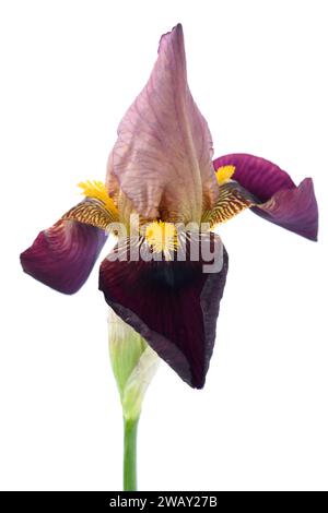 Grande barbu Iris May Banque D'Images