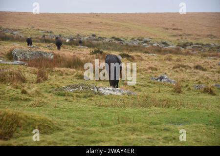 Le pâturage des poneys Dartmoor Banque D'Images