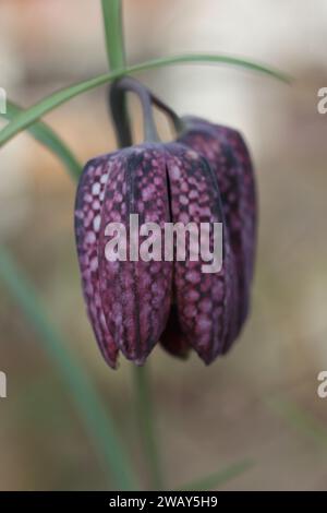 Fritillaria meleagris est une espèce eurasienne de plantes à fleurs de la famille des lys. Ses noms communs incluent la tête de serpent fritillaire, la tête de serpent Banque D'Images