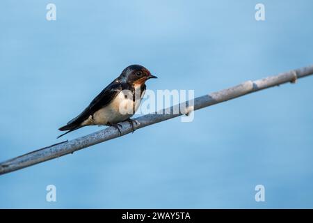 Hirondelle de grange, Hirundo rustica, perchée sur une branche, Catalogne, Espagne Banque D'Images