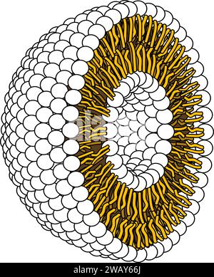 Structure de la molécule phospholipidique dans le liposome.Illustration vectorielle. Illustration de Vecteur