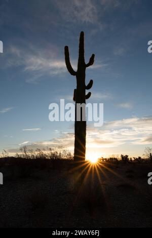 Un cactus saguaro mature se dresse en silhouette contre un ciel de coucher de soleil brillant Banque D'Images