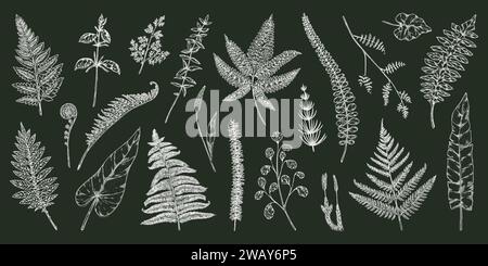 Fern part. Esquisse botanique. Flore forestière. Silhouette plantes verdure. Feuillage organique d'été. Herbes sauvages et mauvaises herbes. Branche de prêle à ressort. Imprimé botanique rétro. Ensemble d'éléments de contour floral vectoriel Illustration de Vecteur