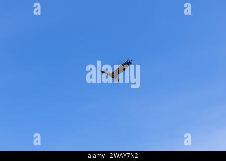 S'élevant en hauteur, un aigle à queue blanche solitaire est encadré sur le fond bleu clair du ciel norvégien des îles Lofoten Banque D'Images